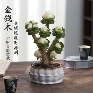 花金钱木盆栽招财植物多肉老桩室内客厅办公室桌面四 茶几上摆放