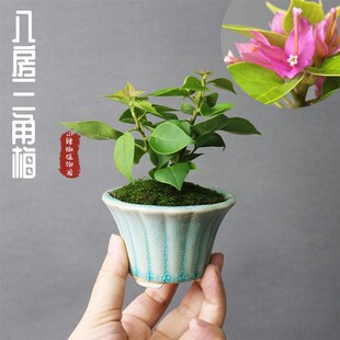 八房姬三角梅 小盆栽盆景微型植物绿植掌上趣味桌面办公室阳台