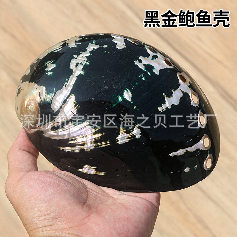 黑金鲍鱼壳鱼缸造景装饰拍摄道具天然海螺贝壳家居工艺品摆件