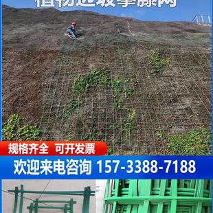 植物爬藤网边坡防护攀爬网藤条网绿化网防护网网绿色钢塑格栅厂家