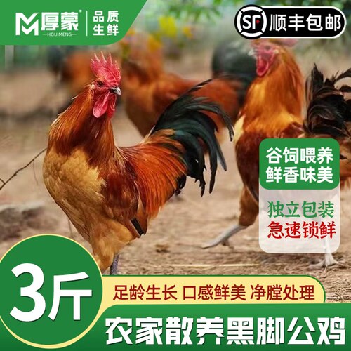 厚蒙跑山鸡，散养鸡、草鸡！
