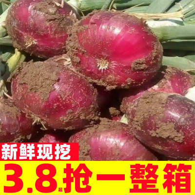 紫皮水果洋葱新鲜洋葱甜味生吃蔬菜红皮大圆葱头特产农家现挖现发