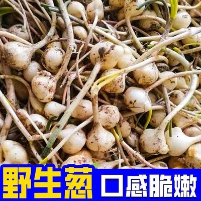 川渝新鲜5斤苦藠头野葱团