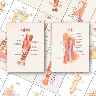 医学生系统解剖学贴纸人体解剖学知识图解学习笔记自粘贴diy贴画