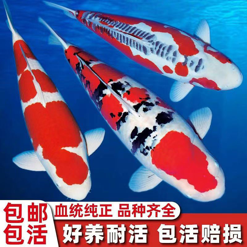 锦美祺风水锦鲤鱼淡水鱼好养耐活