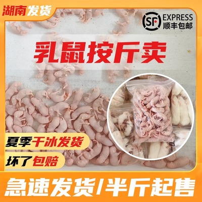 无菌冰冻红皮乳鼠一斤散装粉皮白霜小白鼠喂蛇喂猫角蛙粮爬宠食物