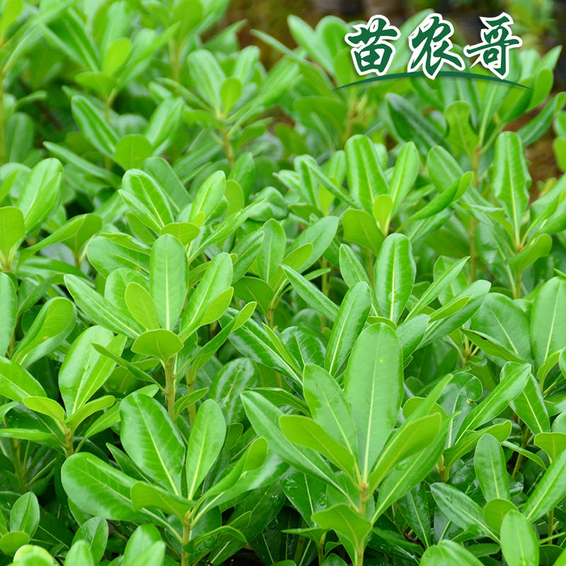 【苗农哥】庭院绿化苗木 树苗 四季常青 庭院海桐绿化植物绿植