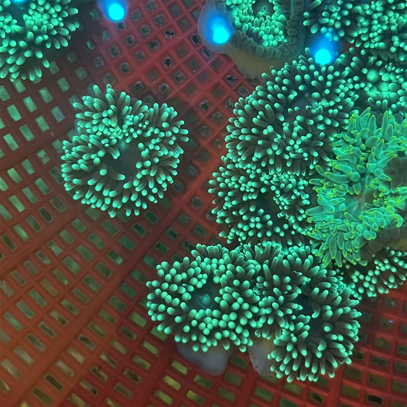 迷你马伽侬珊瑚荧光绿小丑鱼共生海葵地毯软体珊瑚海水生物海缸