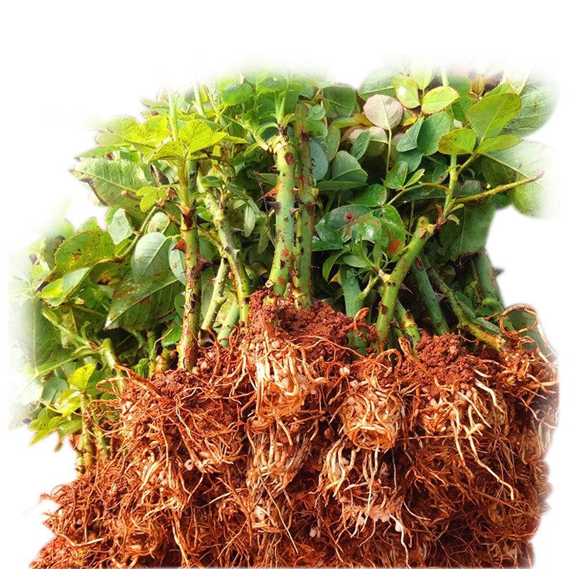 云南直发20颗玫瑰花苗四季开花易活浓香扦插月季小苗室内阳台盆栽