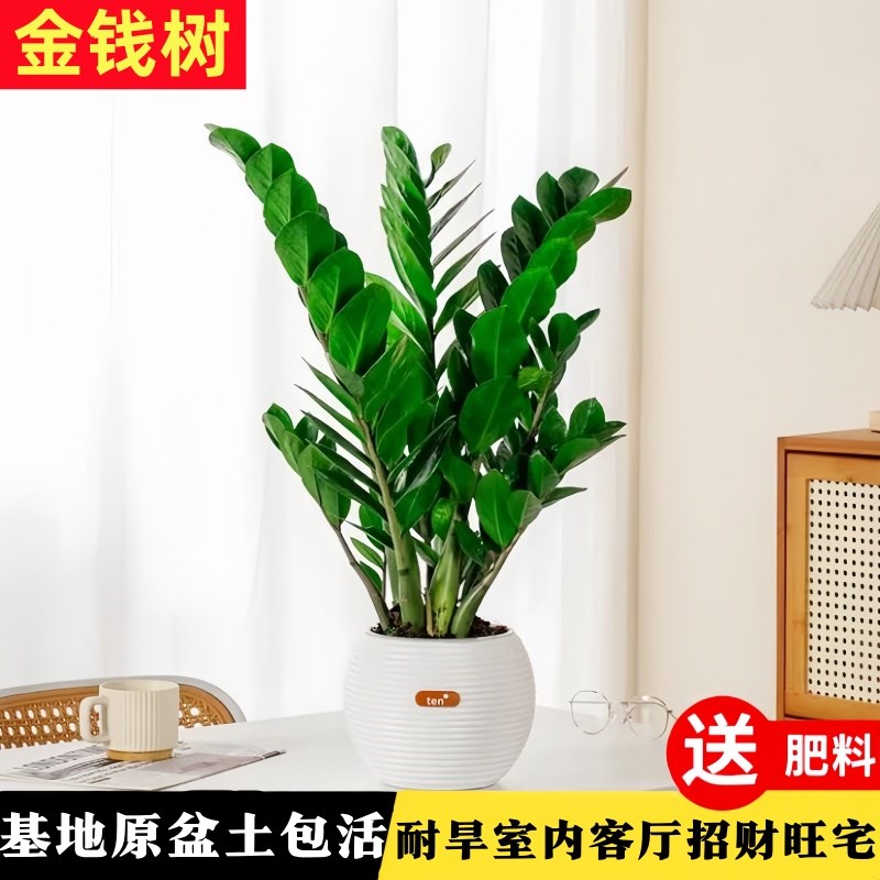 金钱树室内绿植小盆栽桌面盆景治愈养眼小摆件水培花卉办公清新