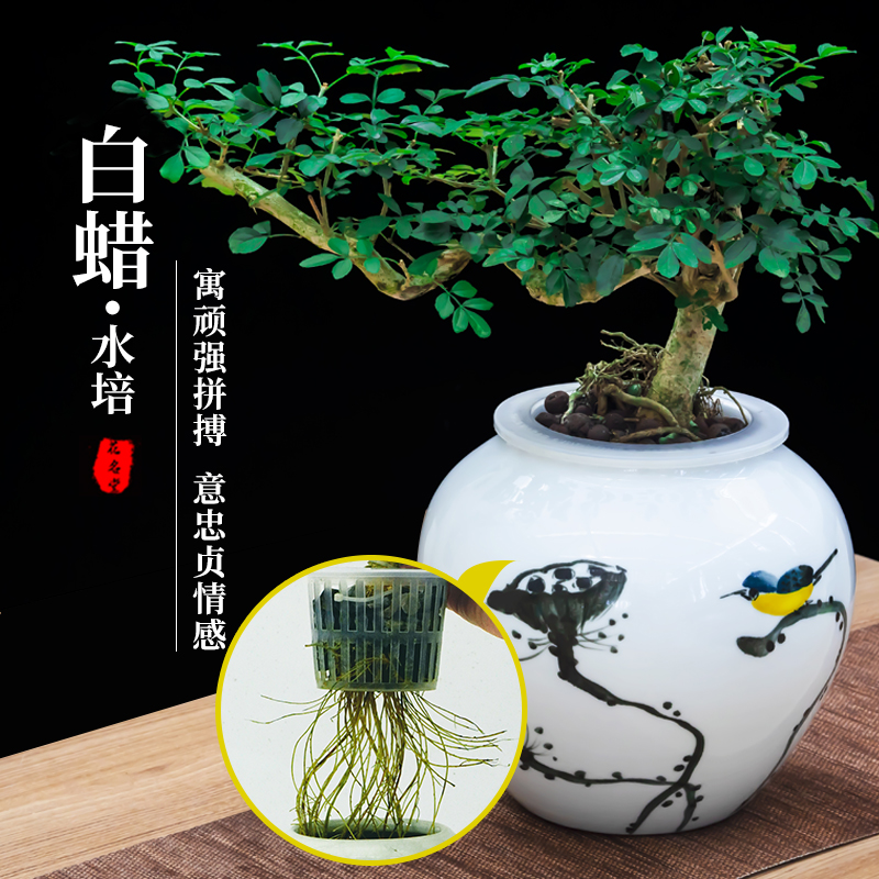水培对节白蜡盆景树苗绿植物小盆栽老桩造型女贞悬崖雀梅室内桌面