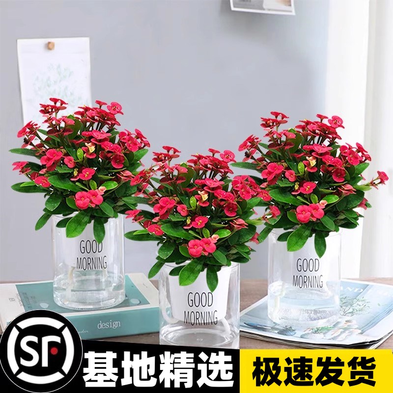 铁海棠盆栽花卉室内盆景绿植四季开花虎刺梅办公阳台花卉开花植物