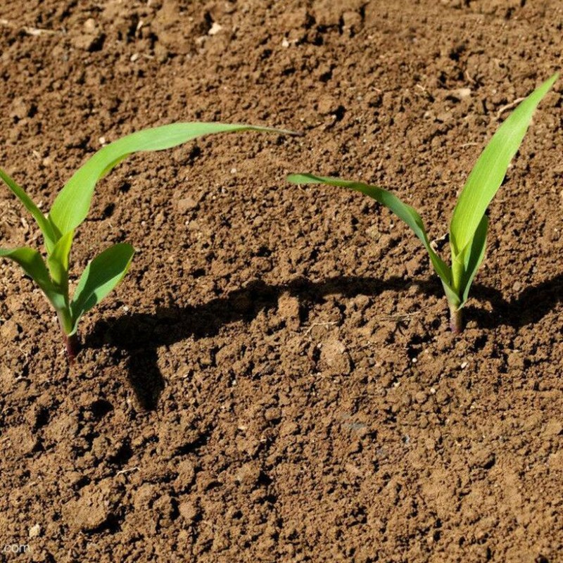 桑基鱼塘泥种植碎泥阳台菜园种菜通用营养土君子兰水果西瓜专用土