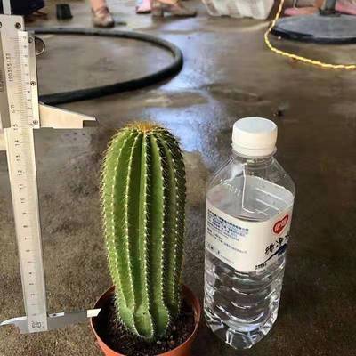 超大仙人掌大凤龙仙人柱多肉植物北欧风室内阳台大型绿植盆栽耐旱