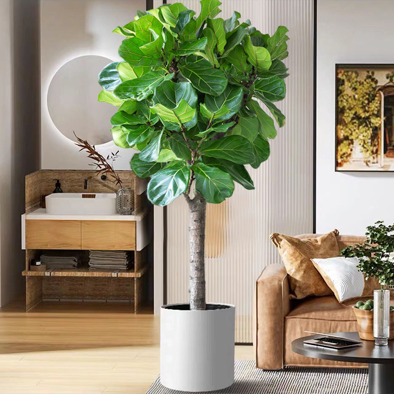 琴叶榕大叶盆栽绿植室内客厅落地大型棒棒糖易活新居入户送礼好养