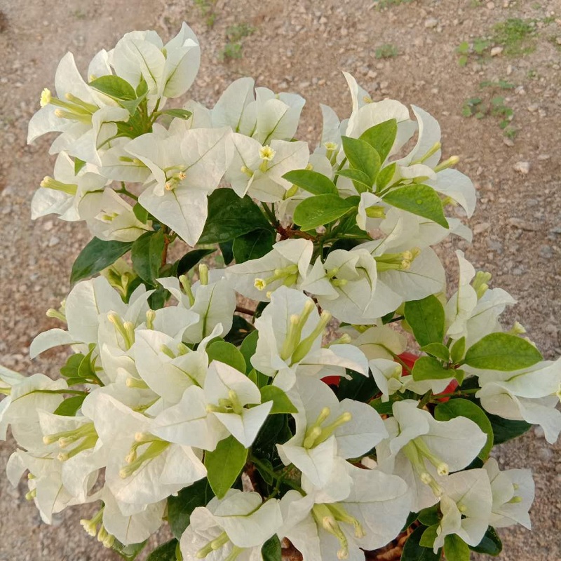 勤花三角梅【白雪公主】爬藤植物阳台四季开花盆栽绿植包邮