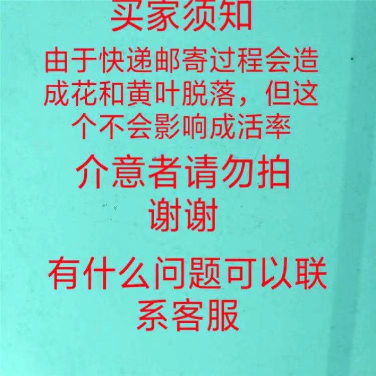 大叶大花虎刺梅老桩麒麟花铁海棠盆栽老虎刺四季开花耐旱绿植花卉