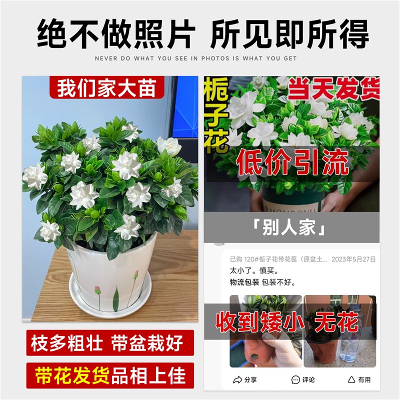 栀子花盆栽带花苞桅子花卉植物阳台室内四季开茉莉花老桩树苗绿植