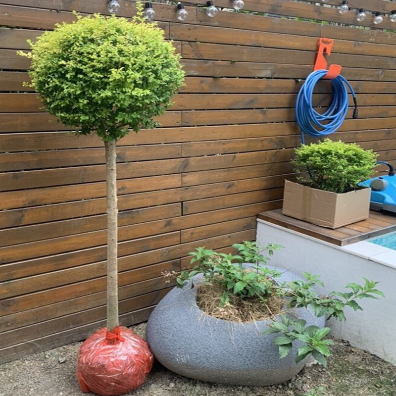 小叶女贞球庭院别墅绿化球形植物亮晶女贞树苗四季常青棒棒糖造型