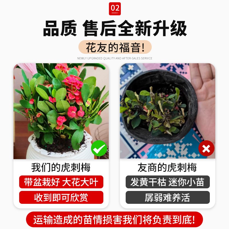 虎刺梅盆栽大花卉老桩大叶室内植物带花苞铁海棠四季开花耐热绿植