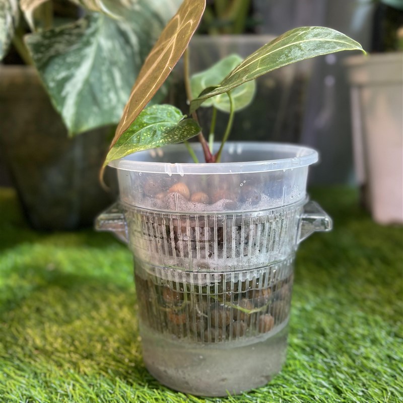 热带植物龟背竹透明圆形加厚水培种植桶塑料花盆外用套盆专用花烛