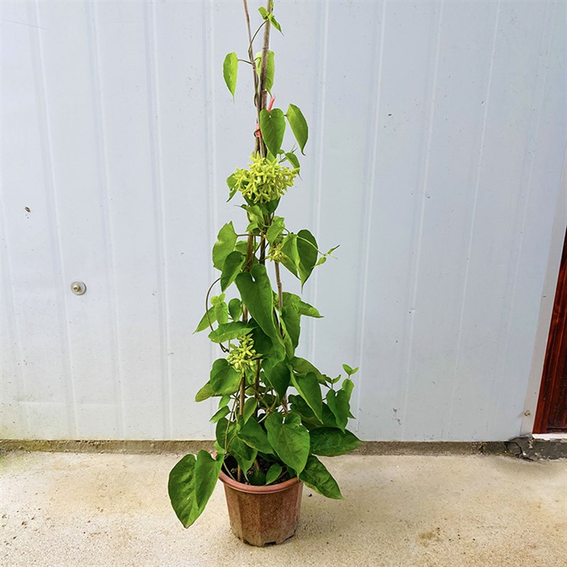 食用夜香花 爬藤夜兰香苗藤本夜来香花菜 驱蚊植物千里香夜兰花盆