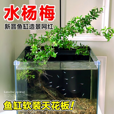 水杨梅鱼缸造景老桩挺水植物水培根大根盘原生缸矮绿植微型盆景