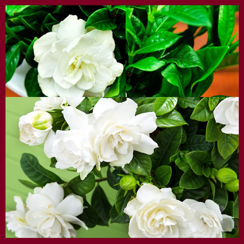 大叶牡丹栀子花带花苞盆栽浓香型花卉四季常青棒棒糖型状庭院树苗