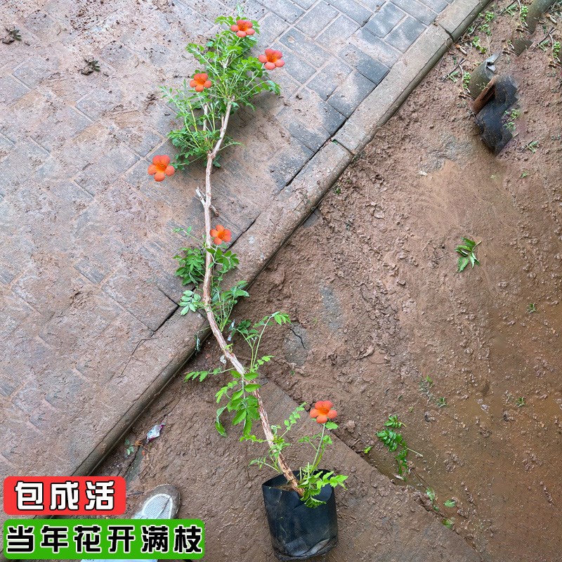 凌霄花苗四季开花爬藤植物炮仗花凌霄树苗庭院阳台盆栽花卉攀援花