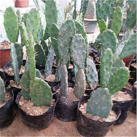 仙人掌科黄大刺仙人掌盆栽嫁接蟹爪兰多肉植物米邦塔叶片可扦插