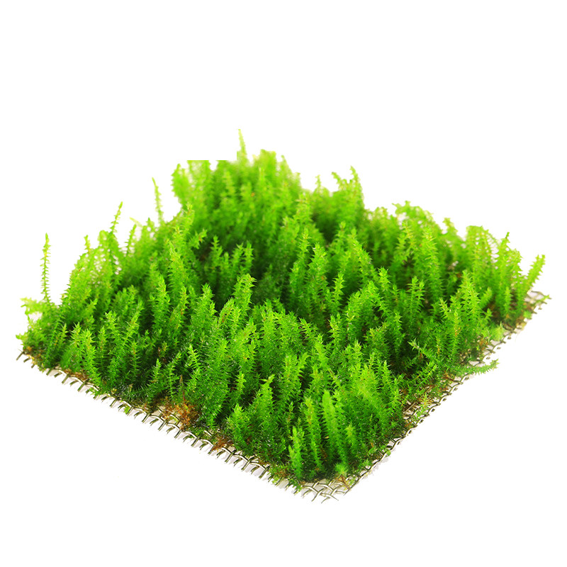 鱼缸水草植物真活草水培阴性增氧淡水入门级无土造景莫斯沉木水榕