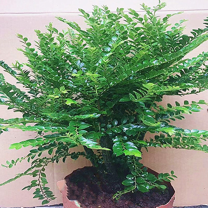 名贵小叶紫檀盆景树桩四季常青办公桌面花卉黑骨茶黑檀木室内盆栽