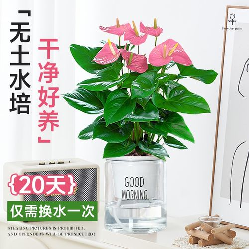 粉掌盆栽带花水培植物室内好养四季花卉绿植网红草适合懒人养的花
