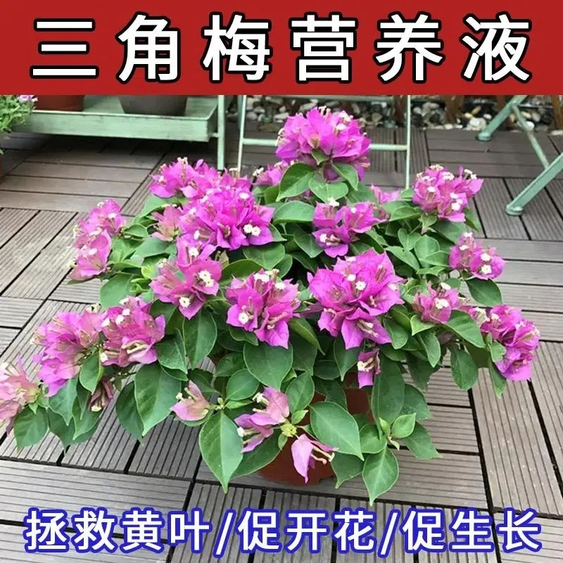 三角梅开花专用肥防黄叶干枯发焉催不开花酸性植物叶面喷施营养液