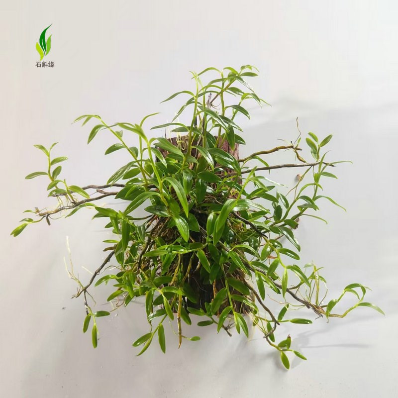 广西红美花石斛吊兰小环草食用观赏绿植物室内阳台盆栽板植已成活