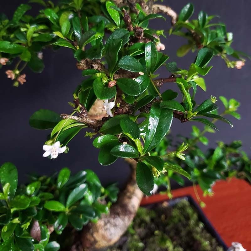 悬崖桩盆景客厅s茶树懒人办公室内盆栽花卉四季常青小叶福建茶