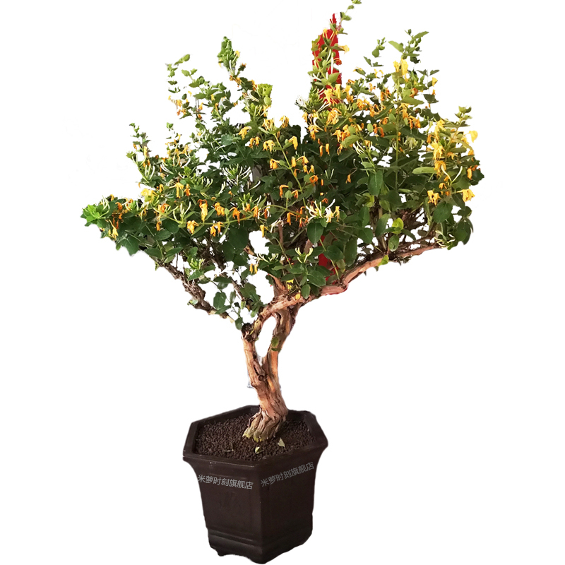 金银花树苗爬藤植物可食用浓香阳台盆栽红花树形四季黄白庭院老桩