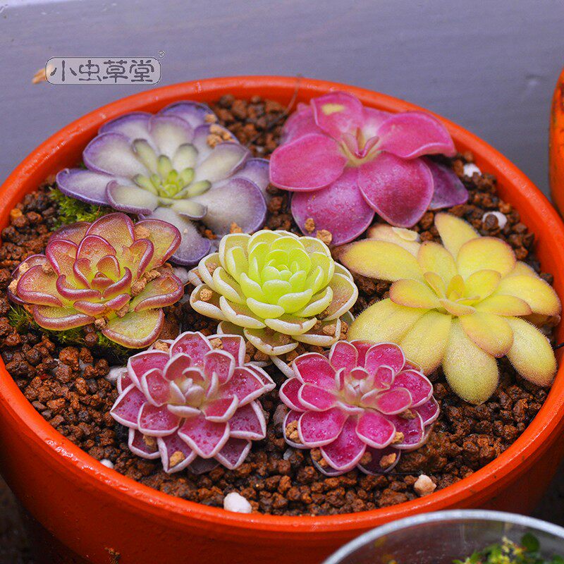 捕虫堇小虫草堂组合套装裸苗食虫植物多肉盆栽盆景捕蝇草室内DIY