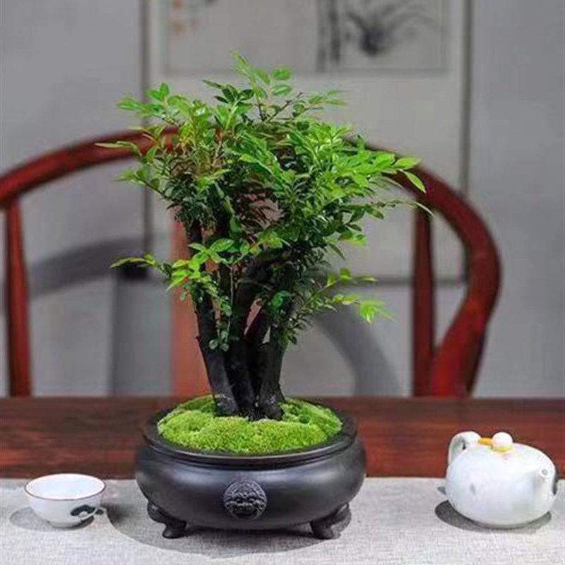 小叶紫檀树桩盆景室内净化空气四季常青绿植黑檀木黑骨茶盆栽