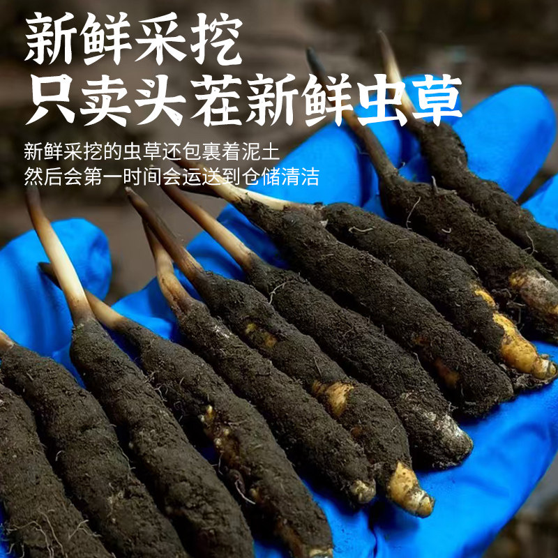 2026新鲜冬虫夏草特级野生高海拔西藏那曲青海玉树种植断草虫草