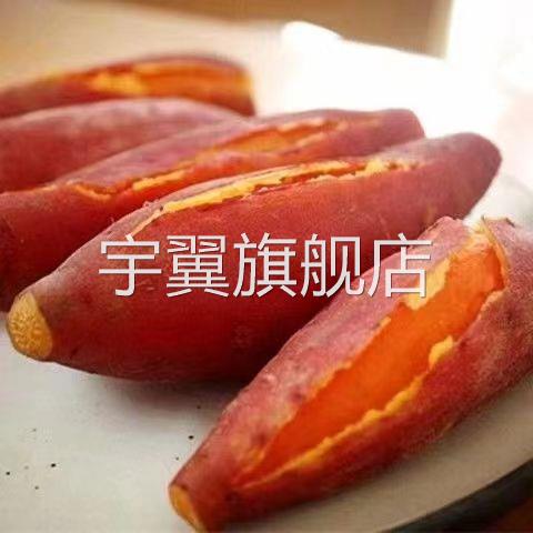 新鲜地瓜沙地番薯板栗红薯红心蜜薯粉糯香薯自种广西山芋自提入口