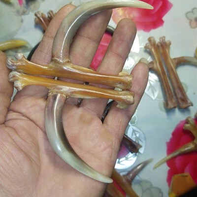 文玩鸡爪b骨把件鸡蹬子传统骨玩俗称抓钱手老鸡拐子盘玩可玉化抓