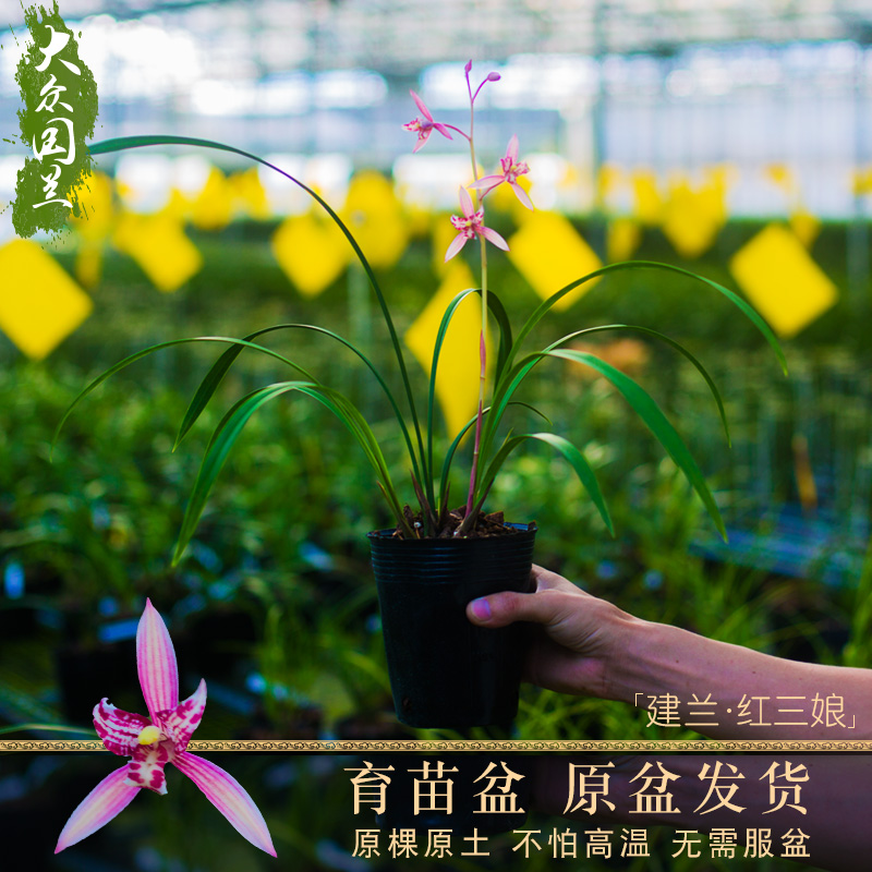 建兰红三娘名贵盆栽花卉植物浓香不带花苞国兰色花兰草室内阳台