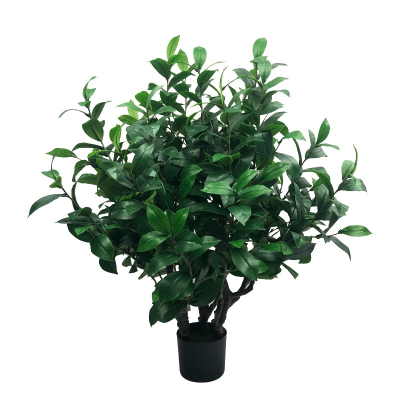 仿真植物油茶树中号绿植毛尖茶乔木盆栽园林工程造景装饰直售