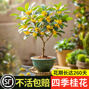桂卉四季桂八月桂室内养食用阳台庭院浓香型