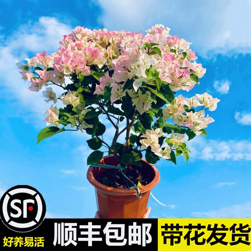 绿樱三角梅带花漳州红缨四季开花老桩爬藤庭院植物