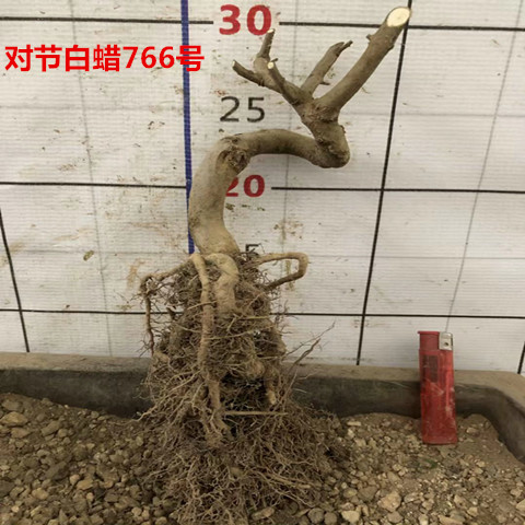 对节白蜡盆景提根矮霸老桩室内外绿植