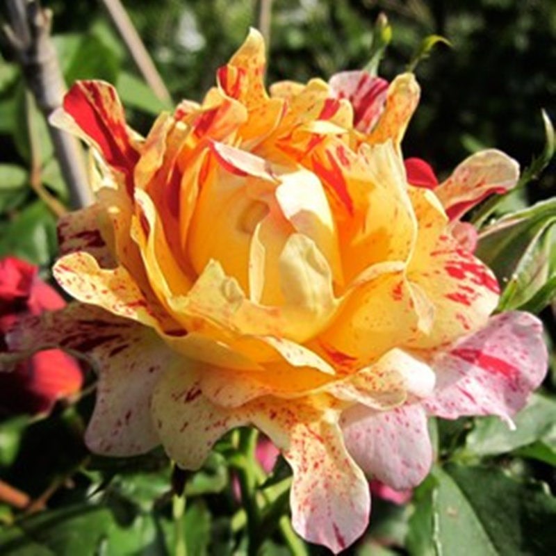 新品【尼梅特/乱世狂舞月季小苗条纹系灌木大花多季开花阳台盆栽