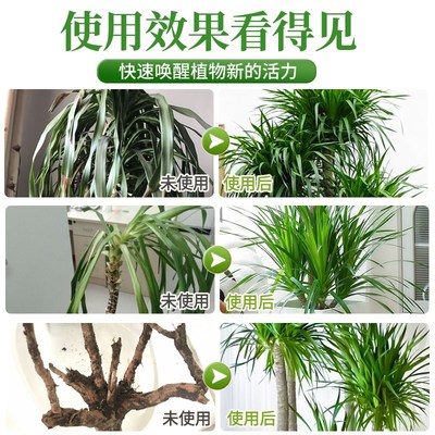 龙血树专用营养液免稀释黄叶太空铁黑珍珠龙须树专用肥料液体肥