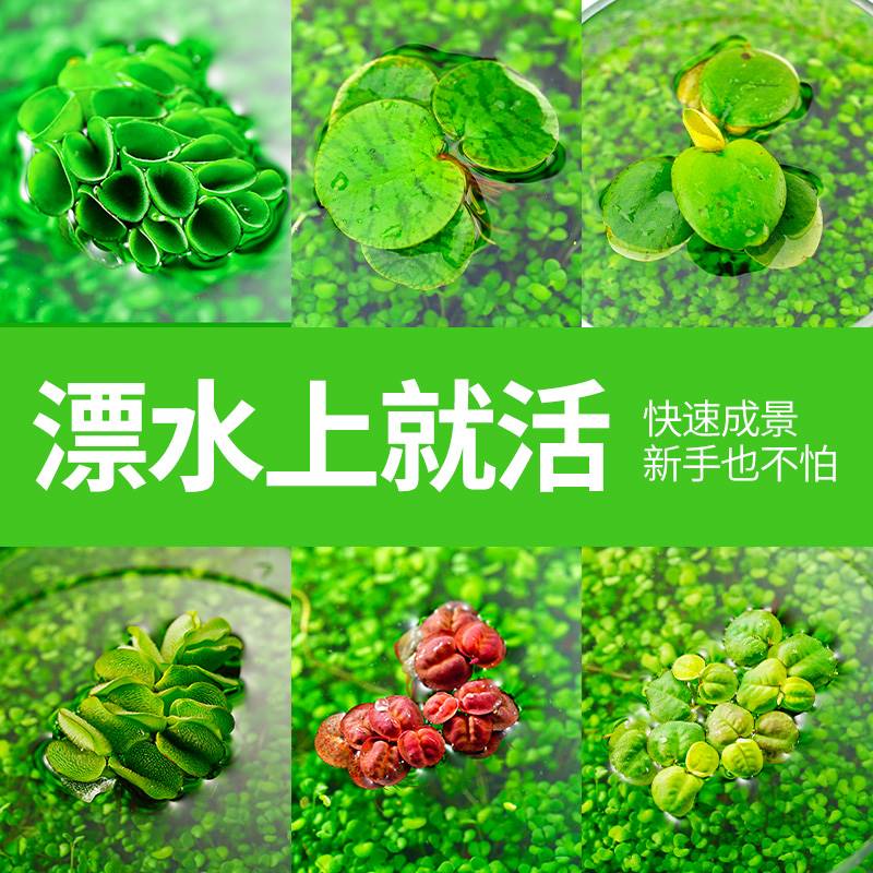 浮萍水草圆心萍净化水质水培绿植庭院办公室鱼虾龟缸造景漂浮水草
